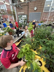 Student grew lettuce, basil and tomatoes